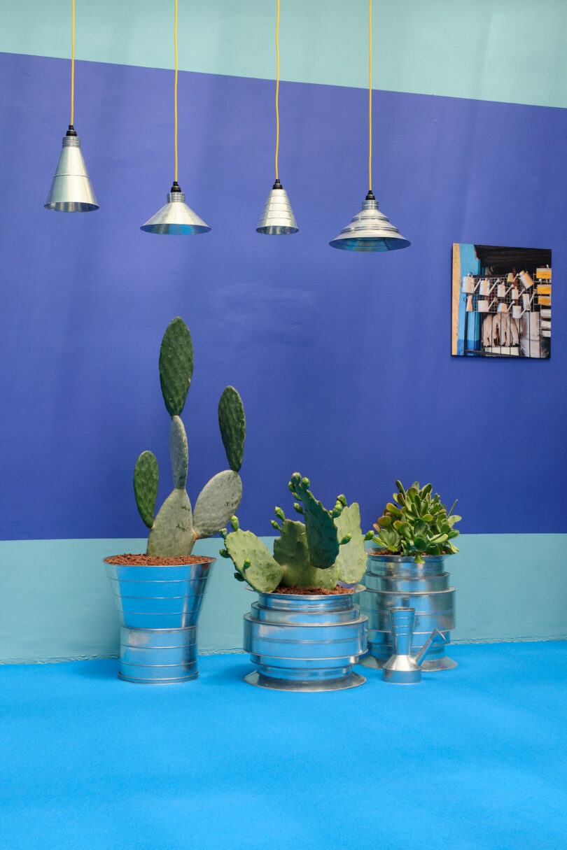 A room with blue walls and floor, featuring potted cacti in metal planters. Five overhead pendant lights hang above, and a framed picture is on the wall